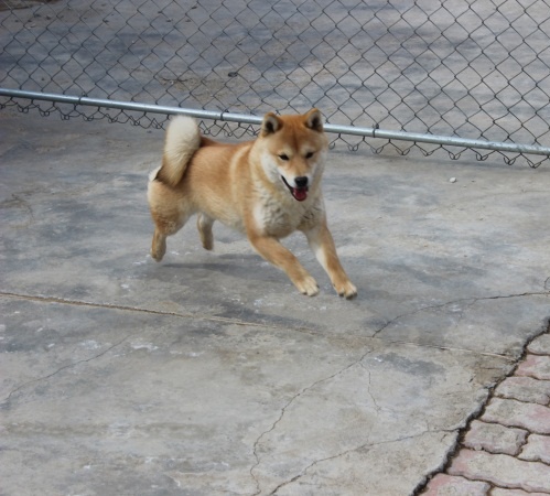 日本纯种柴犬