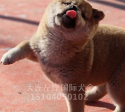 安庆柴犬养殖基地